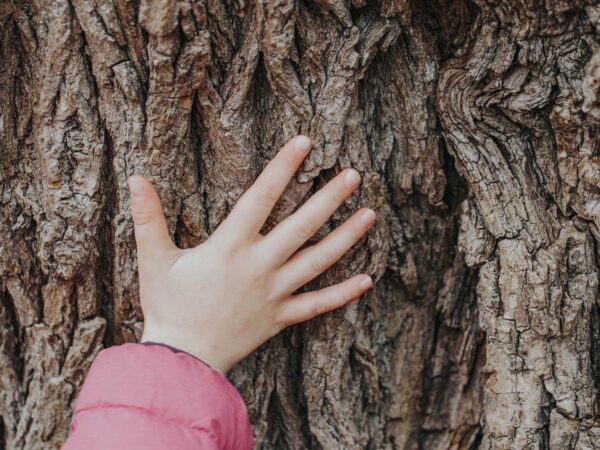 Regenerative Education for a Sustained Future (MACS)